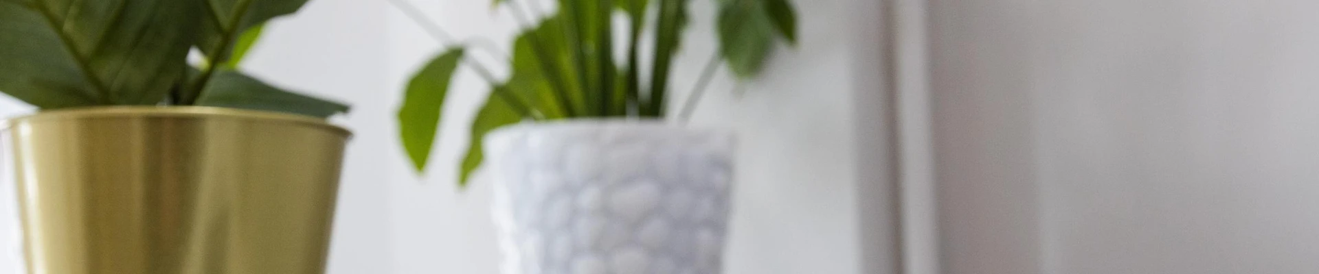 Живи кучеряво