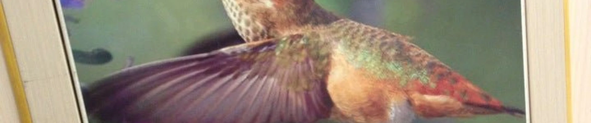 Колибри в Жукове Московская область, Жуковский, Гагарина, 83