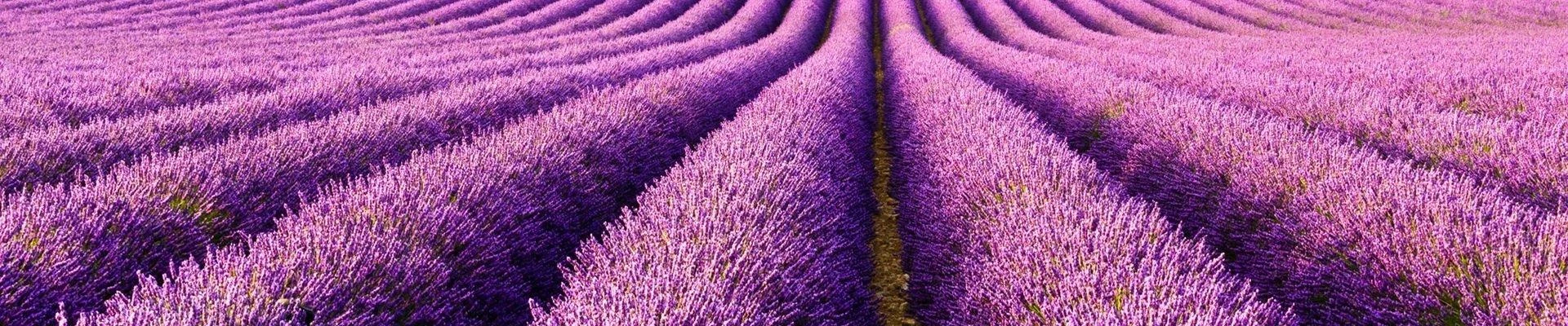 Lavanda в Оренбурге Оренбургская область, Оренбург, Цветной бульвар, 26, 1 этаж