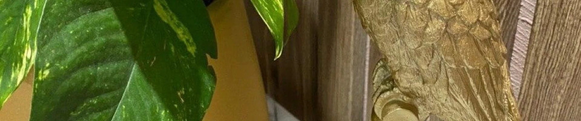 Тай Ли в Иванове Ивановская область, Иваново, улица Парижской Коммуны, 3а, 7 этаж