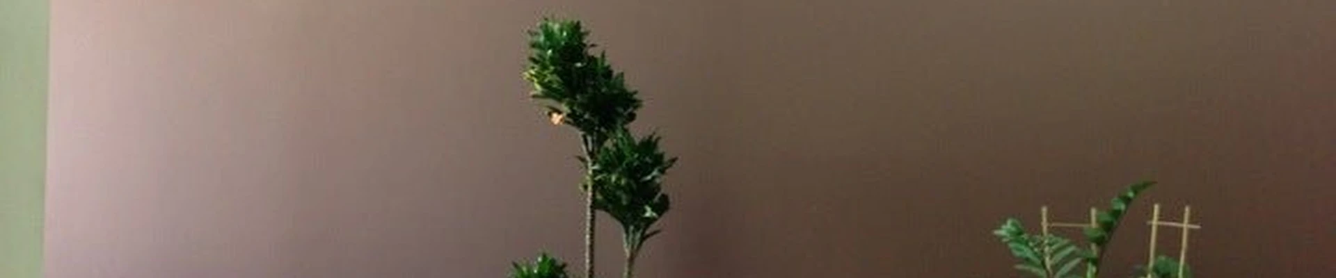 Глянец в Якутске Республика Саха (Якутия), Якутск, улица Дзержинского, 18/2, 306 павильон; 3 этаж