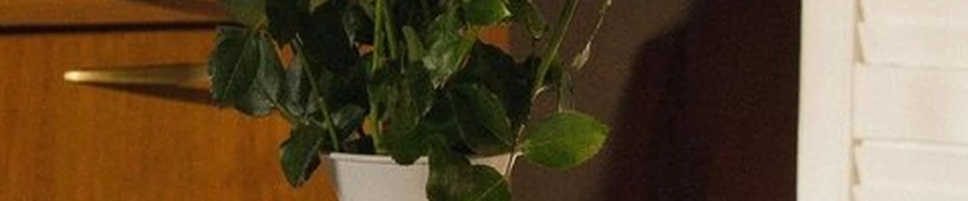 Oriflame в Белокурихе Советская, 3