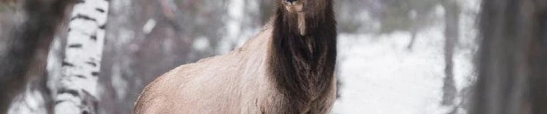 Алтайское холмогорье