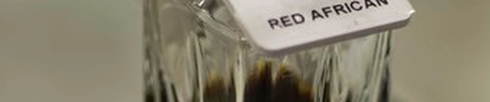 Arabic Attar Parfumeria