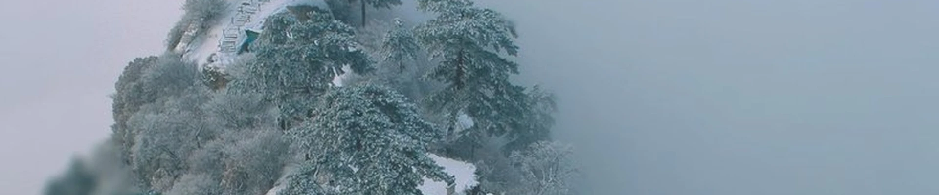 Золотой Цветок