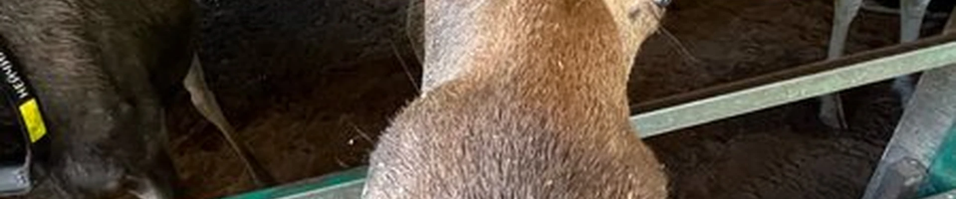 Дельта в Новый уренге Производственный проезд, 17/1