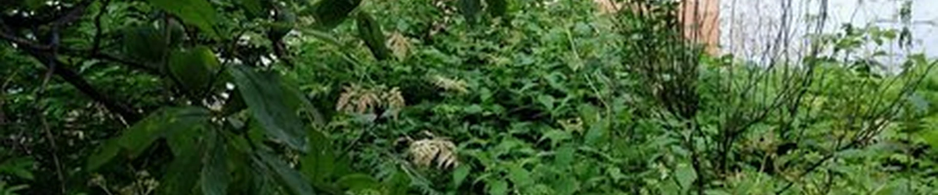 Сакура в Североморске улица Северная Застава, 18