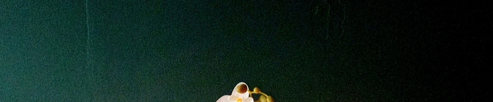 Studio_Nat.Ko