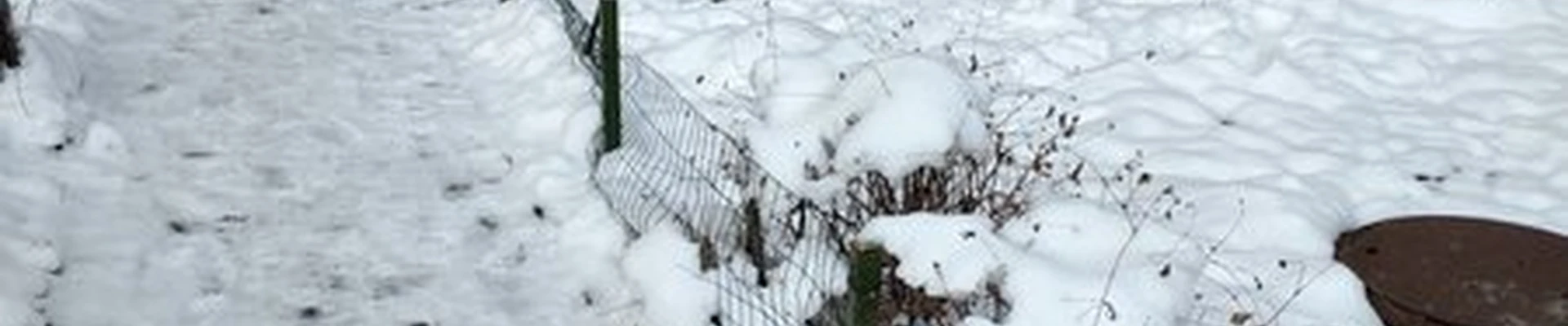 Лаванда в Калининграде улица Генерала Челнокова, 40