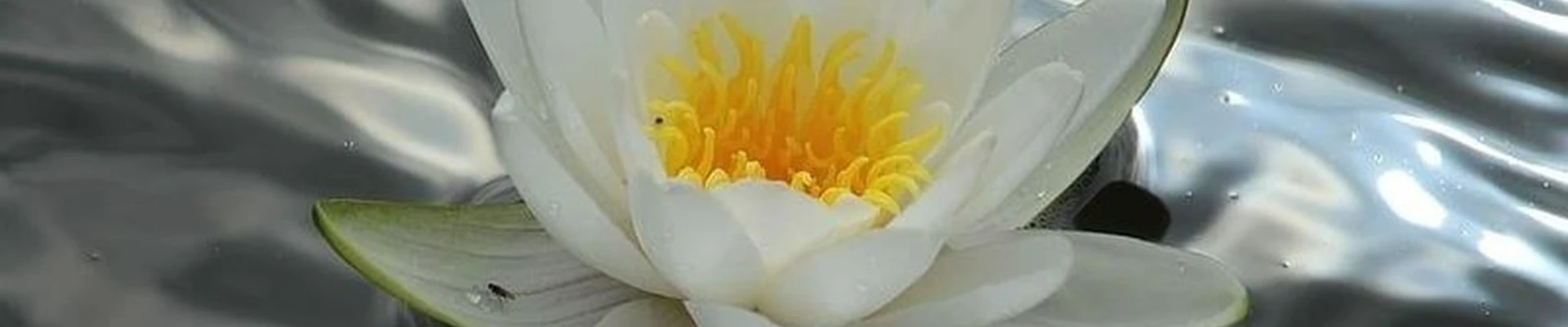 Лотос в Костроме Северной Правды, 49