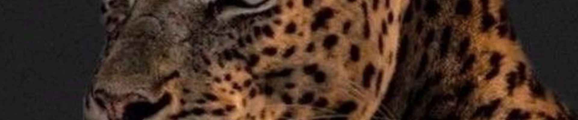 Кошачьи лапки