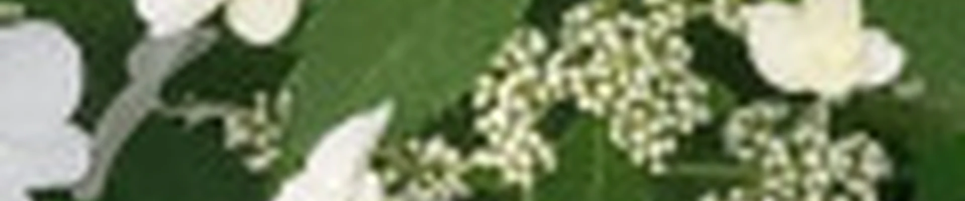 Jasmine