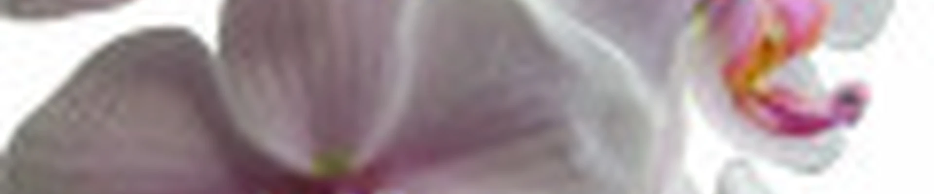 Орхидея