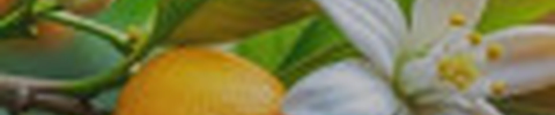 Женский массажный кабинет "Нероли"