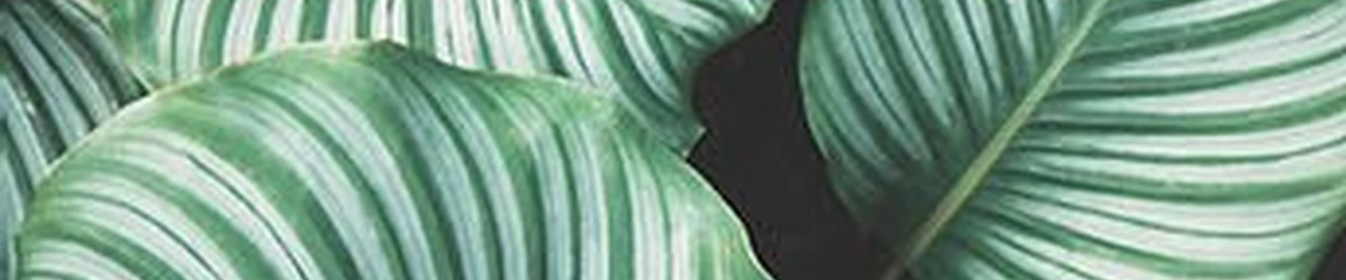 Вдох в Перми Пермский край, Пермь, Тополевый переулок, 5, 1 этаж