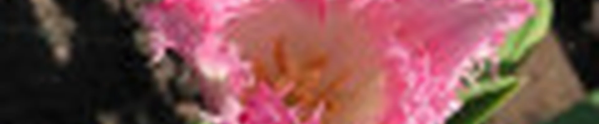 ИП Ибрагимов Альфред Фаритович