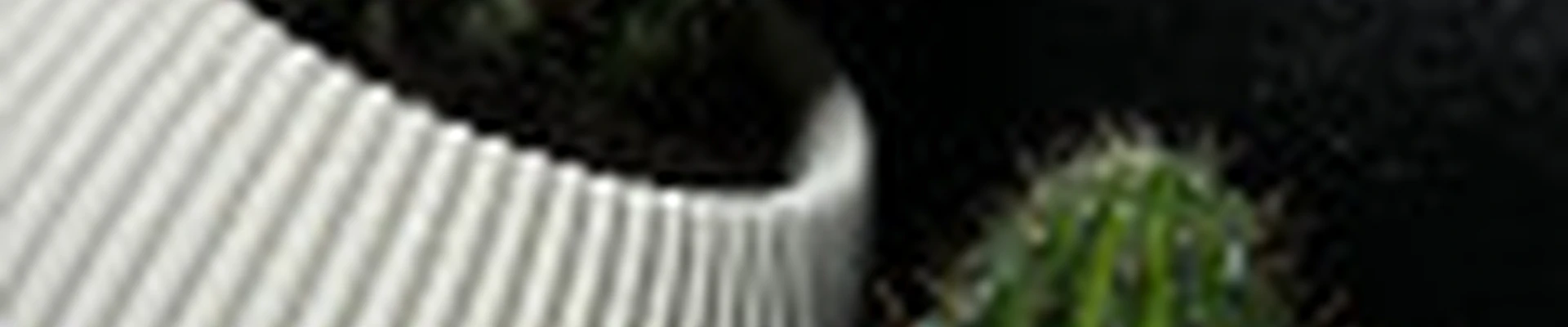 Студия красоты «Кактус»