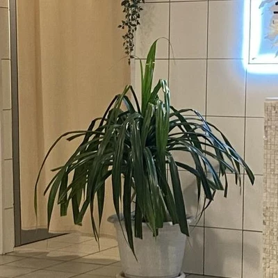 Я в СПА