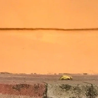 Камея в Сестрорецке Санкт-Петербург, Сестрорецк, улица Володарского, 6, 1 этаж