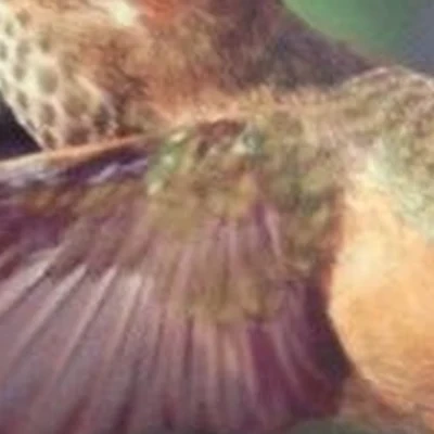 Колибри в Жукове Московская область, Жуковский, Гагарина, 83