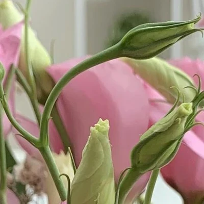 My beauty в Нижневартовске Ханты-Мансийский автономный округ, Нижневартовск, Ленина, 15п, 418 офис; 4 этаж