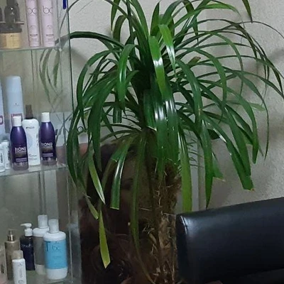 Катюша в Новороссийске Краснодарский край, Новороссийск, Анапское шоссе, 41е, 1 этаж