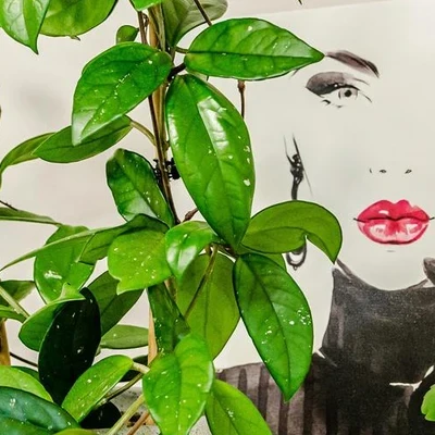 Брови&ресницы