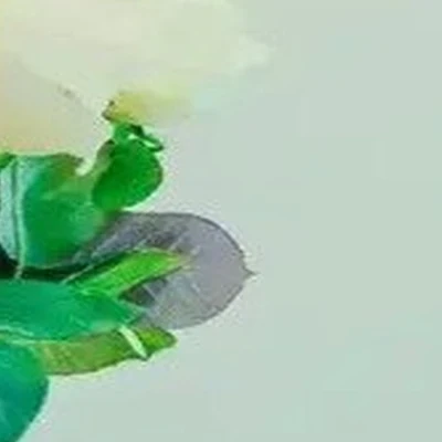 Жасмин в Петрозаводске Республика Карелия, Петрозаводск, проезд Алексея Афанасьева, 5, 1 этаж