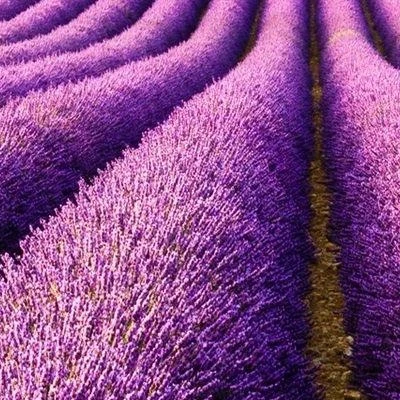 Lavanda в Оренбурге Оренбургская область, Оренбург, Цветной бульвар, 26, 1 этаж