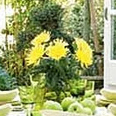 Lucky bamboo в Отрадном Ленинградская область, Отрадное, Ленина, 16а, 1 этаж