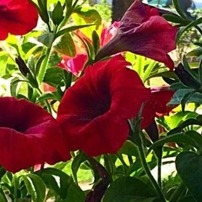 Винтаж в Сертолове Ленинградская область, Сертолово, Молодёжная, 3 к2, 1 этаж