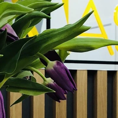 Novolaser в Новосибирске Новосибирская область, Новосибирск, улица Геодезическая, 13, 1 этаж