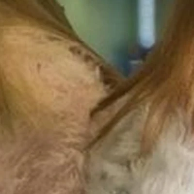 Кудряшка в Калининграде улица Горького, 189