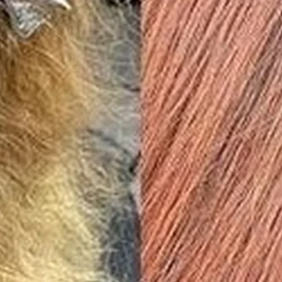 Чубчик в Санкт-петербурге улица Латышских Стрелков, 15 к2