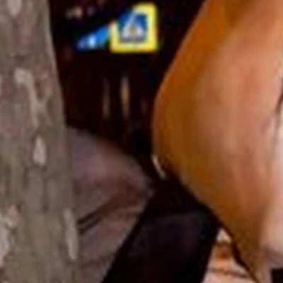 Muchacho в Краснодаре улица им. В.Н. Мачуги, 159