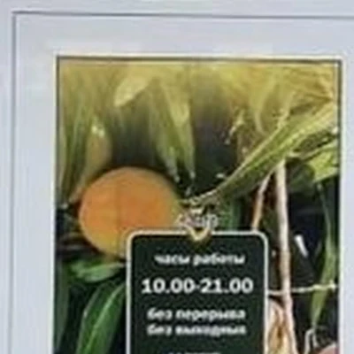 Манго в Геленджике Горького, 17