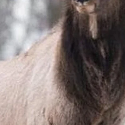 Алтайское холмогорье