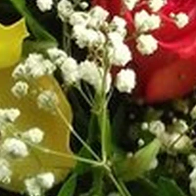 Камелия в Бийске переулок 3 Интернационала, 10а