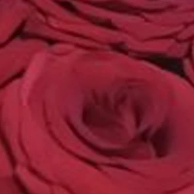 Камелия в Бийске Красноармейская улица, 41