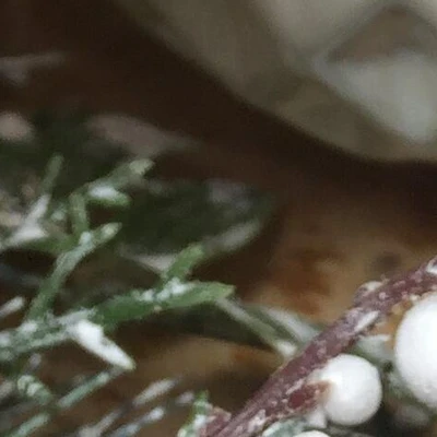 Коко в Сочи Россия, Краснодарский край, Сочи, Костромская улица, 76А