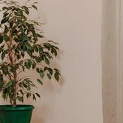 БенеВита