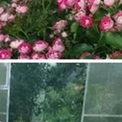 Сияние в Брянске Красноармейская улица, 100