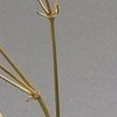 Tasha в Подольске 1-й Деловой проезд, 15