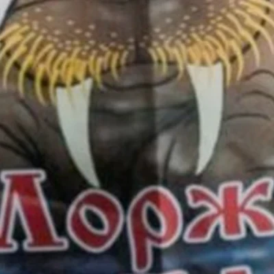 Моржи Кузбасса