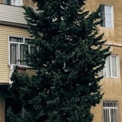Akia