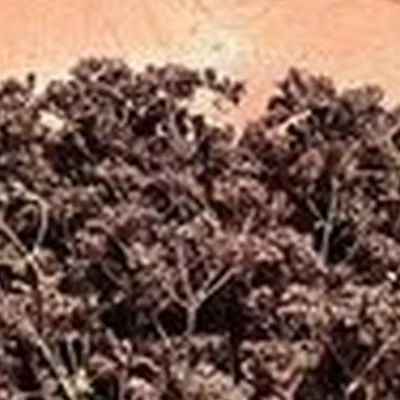 Сибирика СПА в Новосибирске улица Ленина, 21