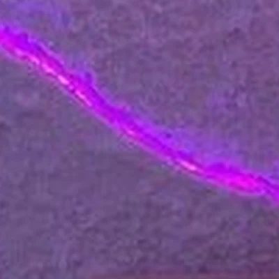 Ассоль в Череповце Октябрьский проспект, 51