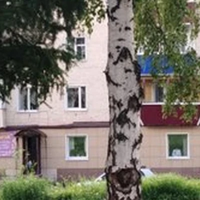 Color в Анжеро-судженске улица 50-Летия Октября, 15