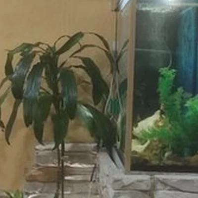 Бронзарий в Мурманске улица Воровского, 5/23