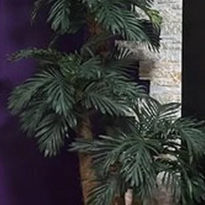 Тайрай в Калининграде улица Александра Невского, 51а-51в